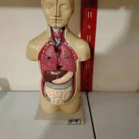 ماکت آموزشی آناتومی اعضای بدن