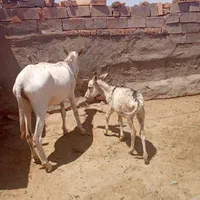خر کره‌دار گوسفندی|حیوانات مزرعه|سبزوار, رباط|دیوار