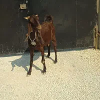 بز وکهره|حیوانات مزرعه|اهرم, |دیوار