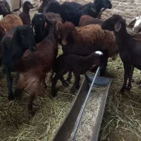 میش جوان کاور دو دندان و چهار دندون آبستن|حیوانات مزرعه|زاوه, |دیوار