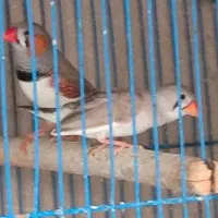 فنچ نر و ماده|پرنده|شیراز, کوشک میدان|دیوار