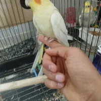 عروس هلندی|پرنده|نورآباد, |دیوار