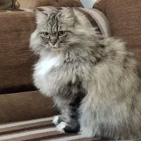 گربه واگذاری