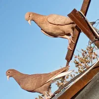 کود کبوتر فروشی