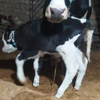 گاوو گوساله درجه یک|حیوانات مزرعه|سیروان, |دیوار