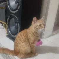 واگذاری دوعدد گربه نر و ماده.|گربه|پاکدشت, شهرک امام رضا|دیوار