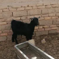 بز مری