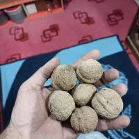 گردو|خوردنی و آشامیدنی|سی‌سخت, |دیوار