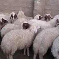 بره کله بور سنجابی|حیوانات مزرعه|سرایان, |دیوار