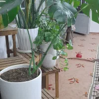 گل برگ انجیری
