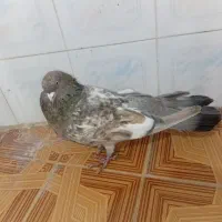 نر طلایی برنجی پانزده دم