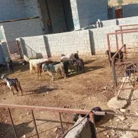 بز.|حیوانات مزرعه|کازرون, |دیوار