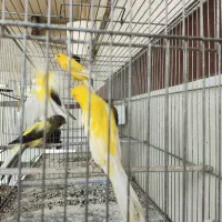 قناری رسمی بلند ماده|پرنده|باغستان, |دیوار