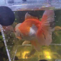 گلد فیش وارداتی