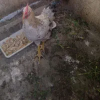 سلام خروس محلی