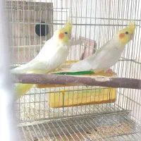 عروس هلندی با 4تا جوجن