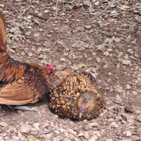 مرغ مینیاتوری سیبرایت ( گلد ) اورجینال