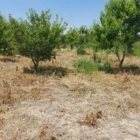 باغچه در جمال آباد