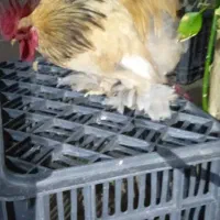 مرغ وخروس|حیوانات مزرعه|چغادک, |دیوار