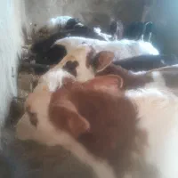 گوساله نر سمنتال میانداب|حیوانات مزرعه|رامند, |دیوار