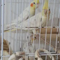 فروش عروس هلندی|پرنده|نوشهر, |دیوار