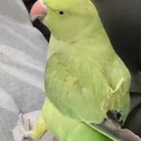 طوطی محدوده  علی آباد گمشده