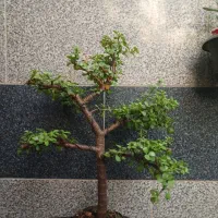 بنسای خرفه دونه ای 800