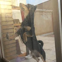 واگذاری سگ رایگان نژاد جک راسل|سگ|فولادشهر, A4|دیوار