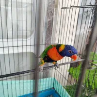 طوطی لوری لوریکیت|پرنده|تبریز, |دیوار