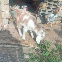 سه دانه بزغاله ماده|حیوانات مزرعه|دهلران, |دیوار