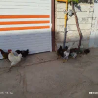 فروش مرغ و خروس جوجه با تخفیف