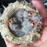 چغک