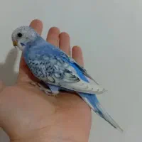 خریدو فروش مرغ عشق پیدا شده