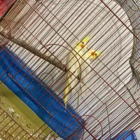 عروس هلندی سخنگو با ۶تا تخم|پرنده|بندرعباس, |دیوار