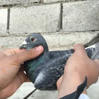 جفت المانی کار داده|پرنده|مشهد, انقلاب|دیوار