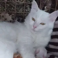 گمشده گربه سفید پشمالو  نژاد ترکیه وان