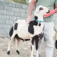 فروش  بره قوچ پلنگی اصل  و شیشک