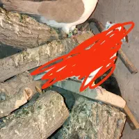 چندتاکفترپریشی|پرنده|نیشابور, فضل|دیوار