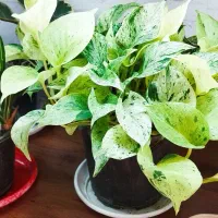 حراج گل به قیمت خرید