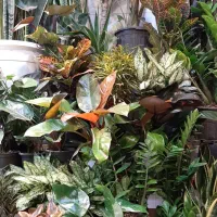 کروتن/انواع گل آپارتمانی/گیاه آپارتمانی زاموفیلیا|گل و گیاه طبیعی|فردیس, فردیس|دیوار