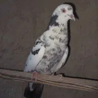 کبوتر نر