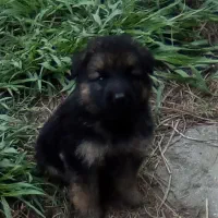 واگذاری سگ ژرمن شولاین ۶۰روزه