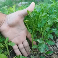نهال گوجه|گل و گیاه طبیعی|اسفراین, |دیوار