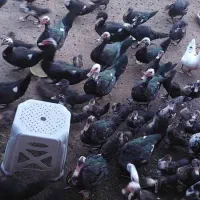 اردک اسرائیلی