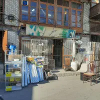 کبوتر|پرنده|گرگان, |دیوار