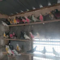 کفتر