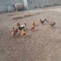 مرغ خروس|حیوانات مزرعه|باروق, |دیوار