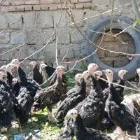 بوقلمون سه ماهه