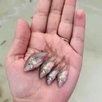 ماهی زینتی گیاهخوار کوثر|ماهی|مشهد, کوثر|دیوار