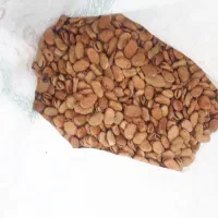 باقالی مازندرانی محلی ارگانیک